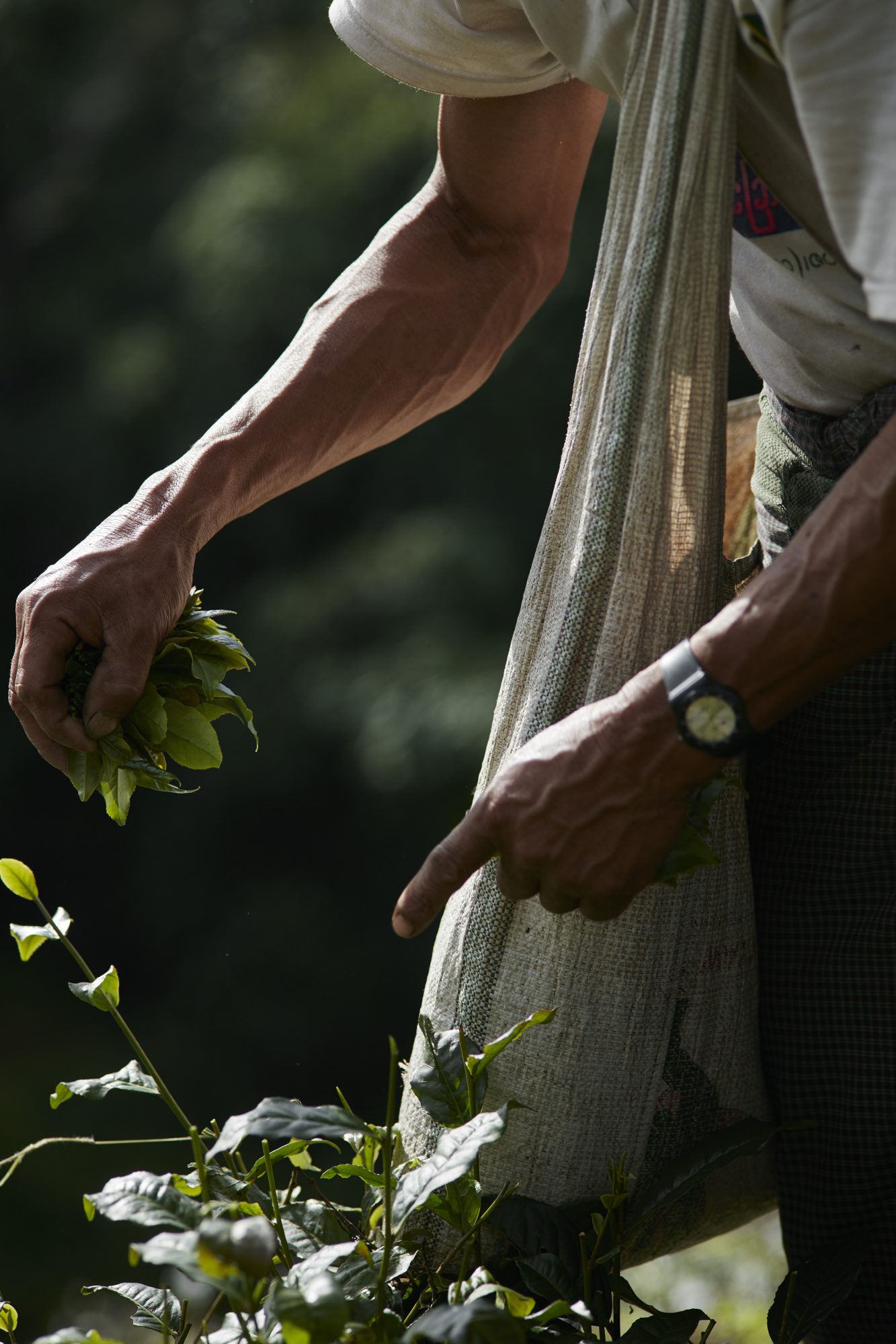 Hands harvesting fresh tea leaves in Shan State