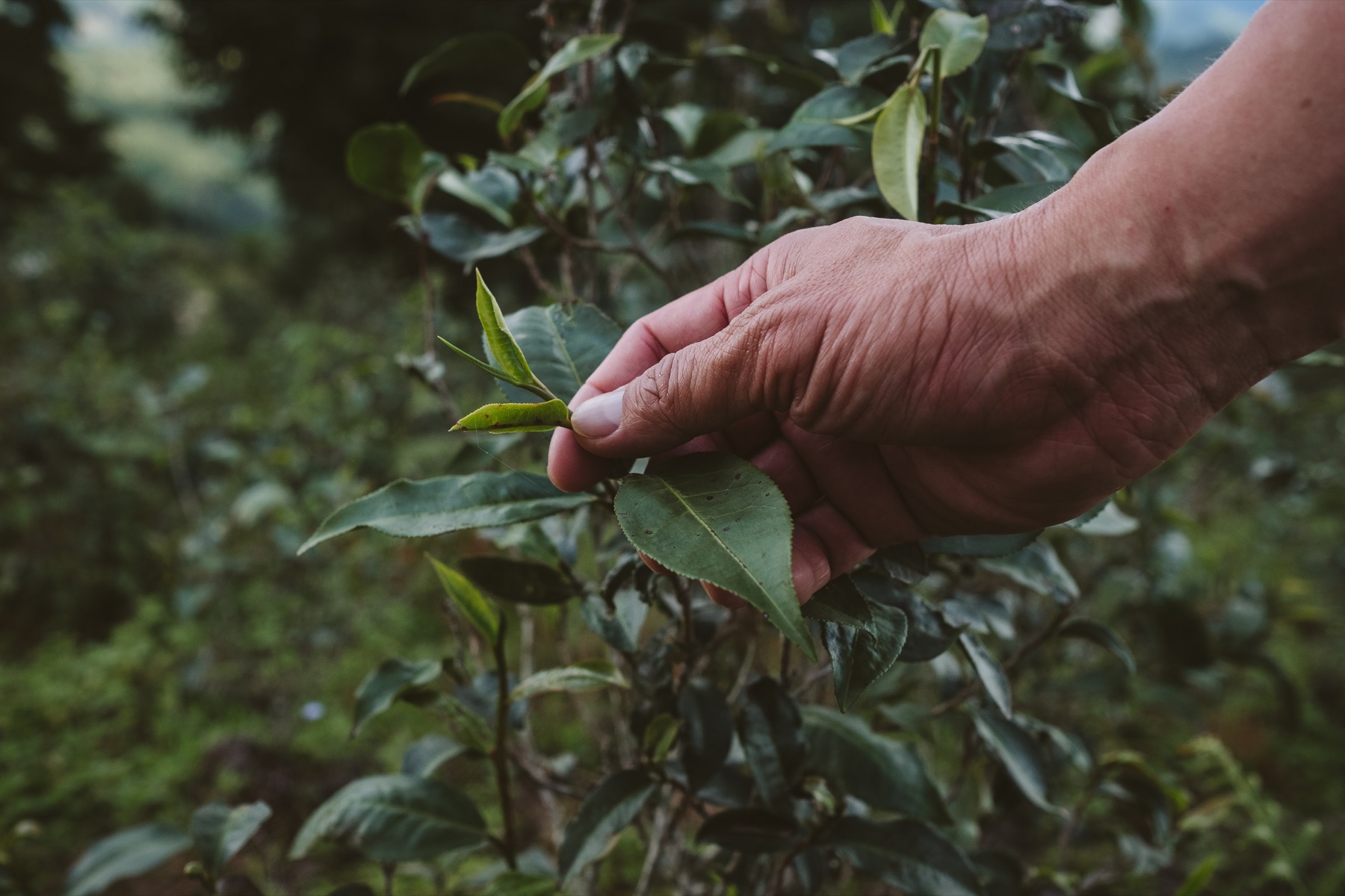 Hand-picking a fresh tea leaf in the Shan State
